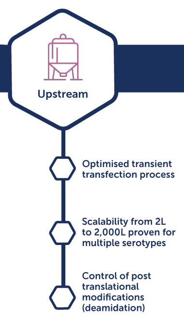 AAV Process development-Upstream